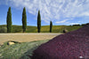 Pressed Sangiovese grape skins in the vineyard in Tuscany